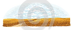 Rural field with ripe wheat on background of clouds. Vector
