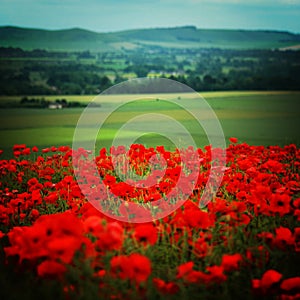 Rural field scene in Wiltshre with Poppies