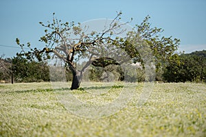 Rural fields of Santa Anges de la Corona, Ibiza, Spain