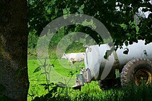 Rural Flanders, Belgium. Cow in the field.