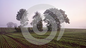 Rural foggy landscape with trees on a field at sunrise