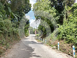 Rural footpaths with green trees on the side of the road look beautiful photo