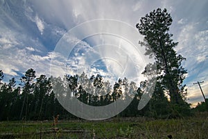 Rural forest afternoon sky near sunset