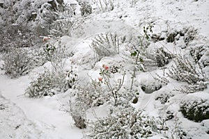 The rural garden in winter with lavender and roses covered with snow.