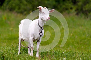 Rural goat grazing in a green field.