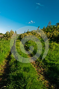 Rural grass way tracks at day time