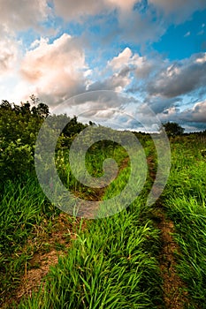 Rural grass way tracks at sunrise