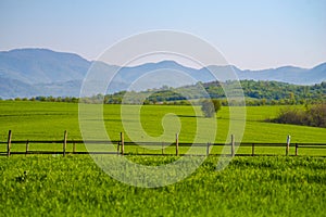 Rural green field at the springtime photo