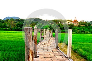 Rural Green rice fields and bamboo bridge. Place name Sutongpe B