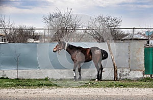 Rural horse