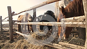 Rural horses, one pony and a bull eat hay behind a fence against a blue morning sky.