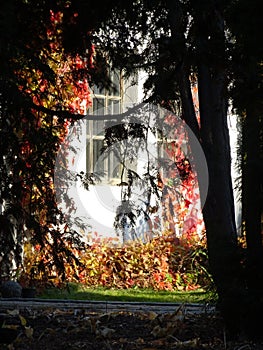 A rural house among autumn trees in the sunlight