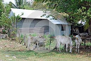 Rural house with corrugated iron - cows - Cambodia