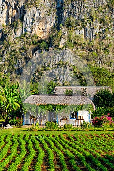 Rural house and plantations at the ViÃÆÃÂ±ales valley in Cuba photo