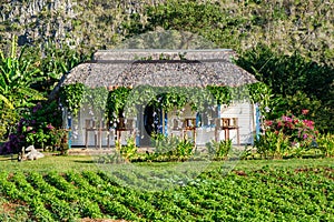 Rural house and plantations at the ViÃÆÃÂ±ales valley in Cuba photo