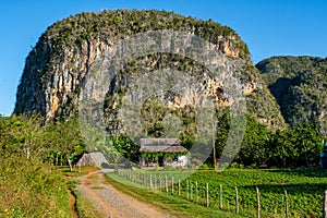 Rural house and plantations at the ViÃƒÂ±ales valley in Cuba