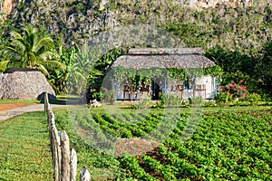 Rural house and plantations at the ViÃƒÂ±ales valley in Cuba