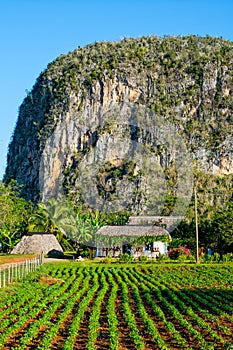 Rural house and plantations at the ViÃƒÂ±ales valley in Cuba