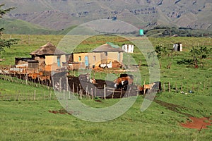 Rural huts and cattle