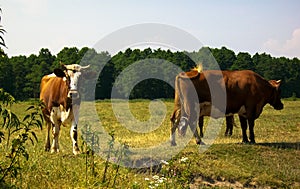 Rural idyll cow interest forest field