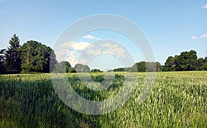 Rural idyll: Landscape in summer with field and trees in german region Hunsrueck