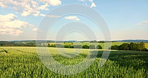 Rural idyll: Landscape in summer with field and trees in german region Hunsrueck