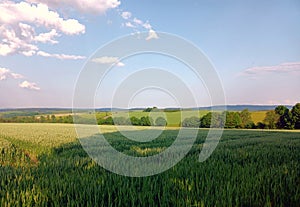 Rural idyll: Landscape in summer with field and trees in german region Hunsrueck