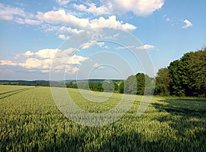 Rural idyll: Landscape in summer with field and trees in german region Hunsrueck