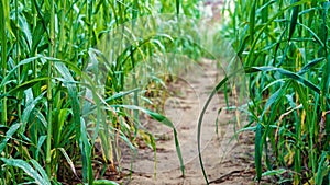 Rural India landscape, Small way passing through near young millet or Bajara field. Beautiful outdoor shot of millet field