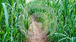 Rural India landscape, Way near young millet or Bajara field. Beautiful outdoor shot of millet field