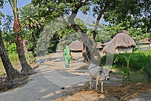 Rural India