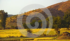 Rural indian agricultural landscape in Hariyana india.