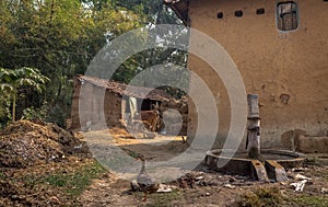 Rural Indian village with mud houses and cattle in the courtyard.