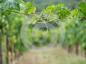 Rural Italy agricultural background, two grape vine tendrils meet across the path between them, Defocussed background