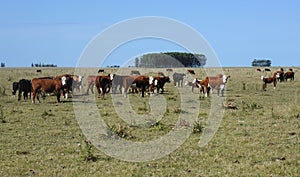 Rural ladscape with cows