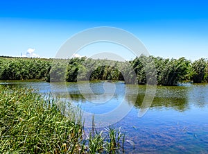 Rural lake landscape with reeds, wildlife and with blue skies and clouds