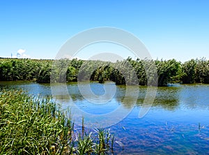 Rural lake landscape with reeds, wildlife and with blue skies and clouds
