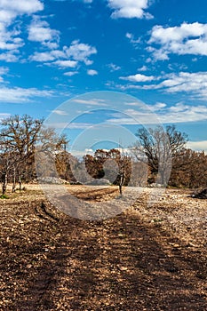 Rural landscape