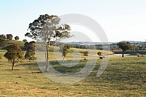 Rural Landscape