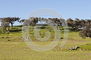 Rural landscape in the Alentejo, Portugal