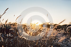 Rural landscape in Alentejo, Portugal during sunset