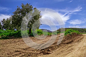 Rural landscape, andalusia nature in spring/summer.