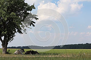 Rural landscape with animals