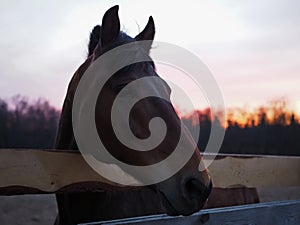 Rural landscape and animals. Close-up portrait of a dark-colored horse against the backdrop of a beautiful sunset