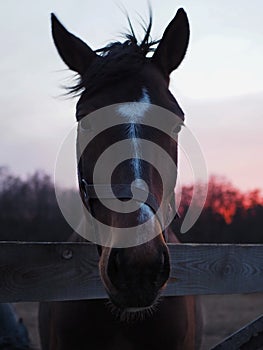 Rural landscape and animals. Close-up portrait of a dark-colored horse against the backdrop of a beautiful sunset