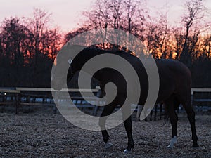 Rural landscape and animals. Silhouette of a dark-colored horse against the backdrop of a beautiful sunset