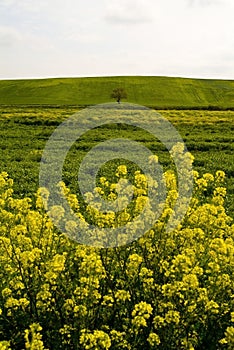 Rural landscape, Apulia, Italy - Immagine