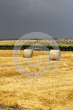 Rural landscape in Apulia at summer