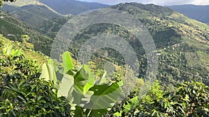 Rural landscape of banana plant on coffee farm.