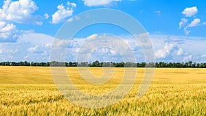 Rural landscape, banner - field of young wheat